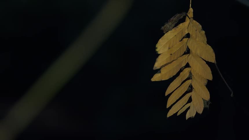 A solitary sprig of yellow autumn leaves hangs motionless against a dark, out-of-focus background