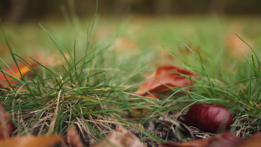 A peaceful close-up shot of a fallen conker and colourful autumn leaves resting on green grass