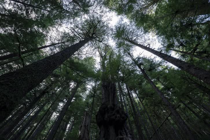 A dramatic low-angle time-lapse of the sky through the canopy of a towering ancient forest