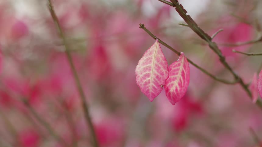 Close-up of two vibrant pink leaves hanging from a branch with a beautifully blurred background