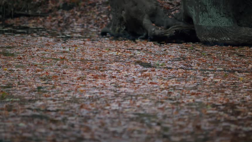 A pair of mallard ducks swims across a peaceful pond covered in colorful fallen autumn leaves