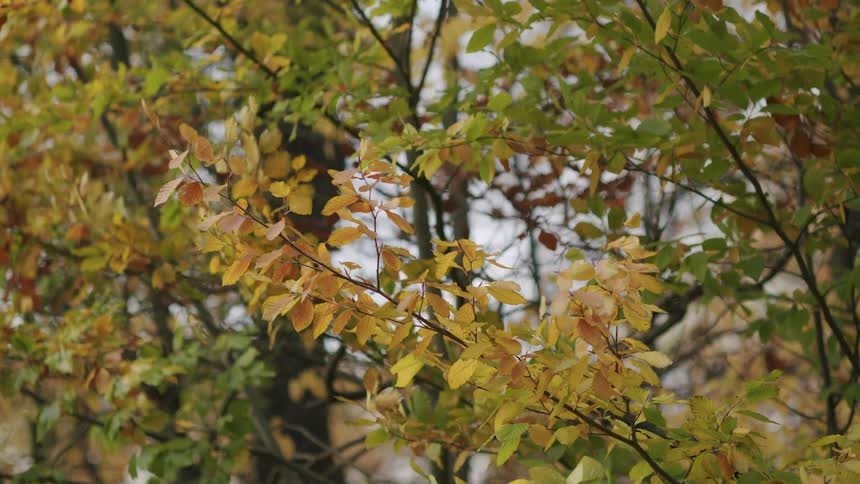 Golden and green autumn leaves on a tree gently swaying in the soft breeze