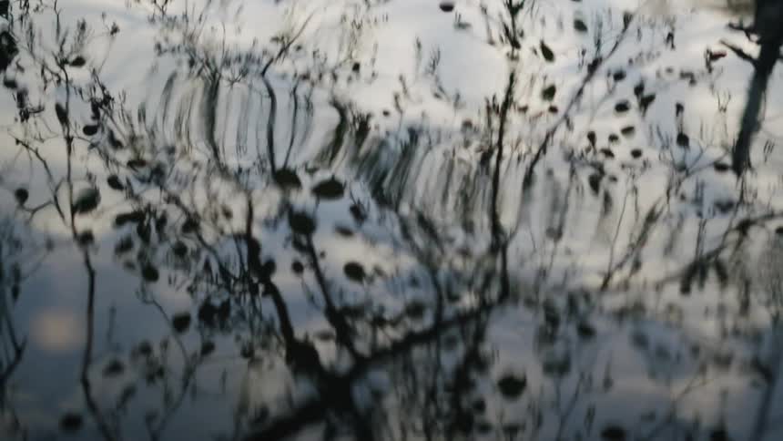 An impressionistic view of silhouetted tree branches reflected on the gently rippling surface of dark water