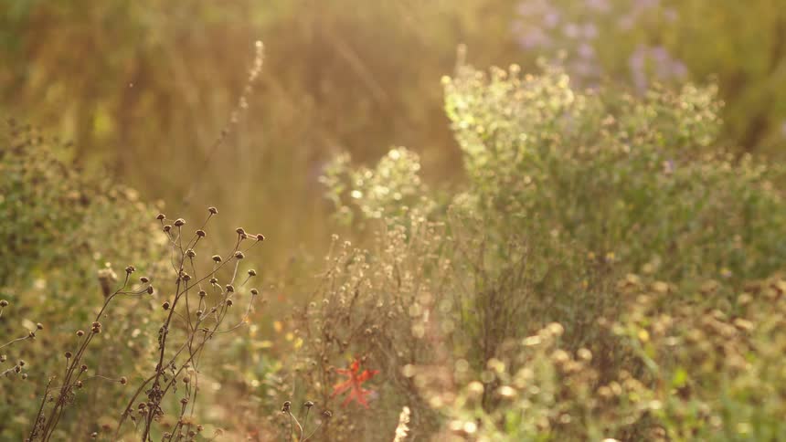 Warm golden hour sunlight illuminates a peaceful meadow of late summer wildflowers