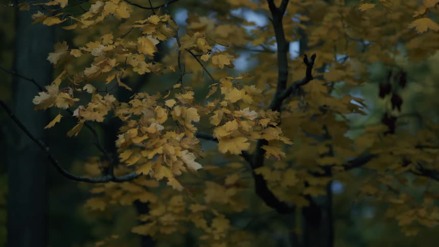 Close-up of golden autumn leaves on a tree branch in a dimly lit forest
