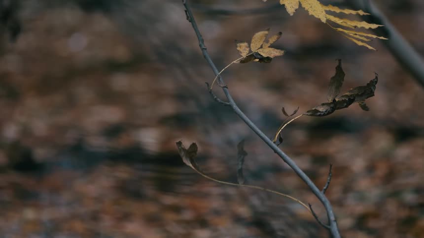 A delicate branch with withered autumn leaves hangs over the calm, rippling surface of a forest stream