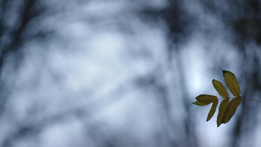 Close-up of a lone green leaf sprig against a beautifully blurred and moody winter forest backdrop
