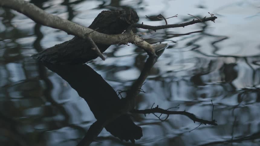 A close-up view of a fallen tree branch and its reflection on the surface of calm, rippling water