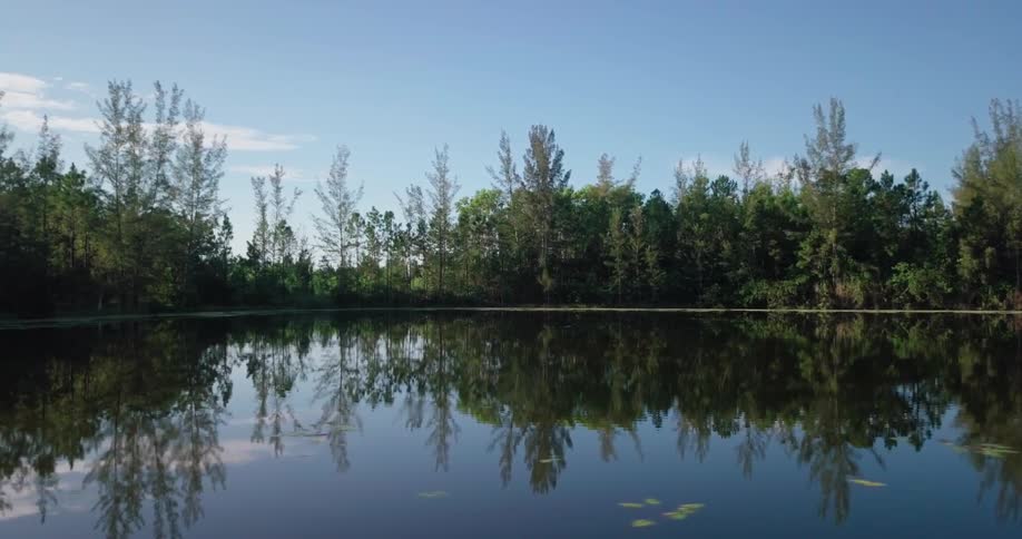 Reflections of trees and bushes on still lake on sunny day