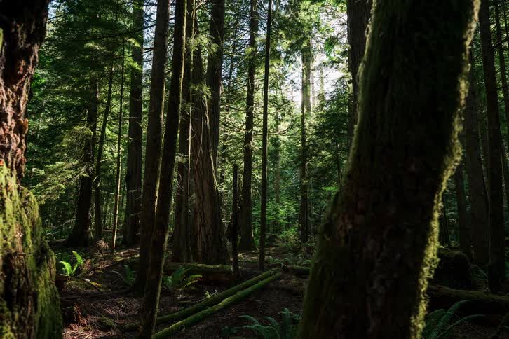 A time-lapse tilts down from a bright sunburst in the canopy to the mossy floor of a majestic and peaceful evergreen forest