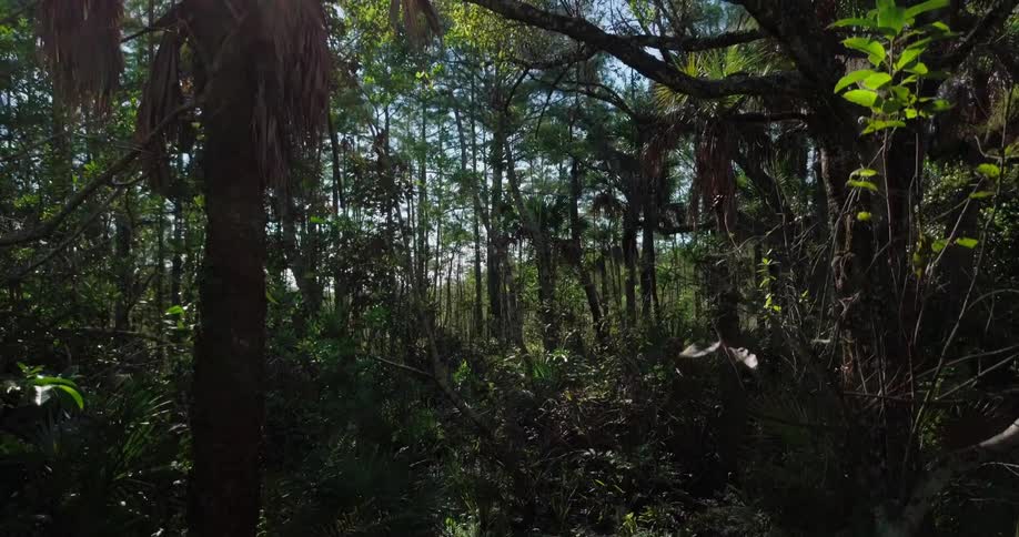 Trees and bushes in forest on sunny day