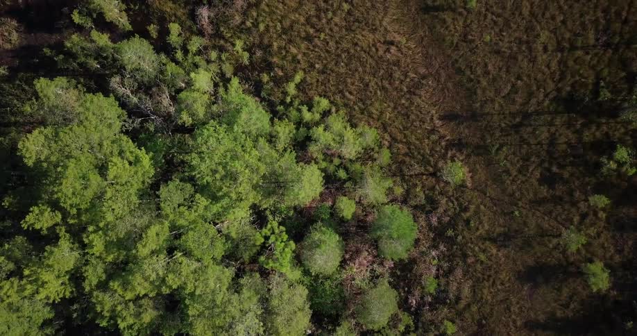Trees are shown growing below