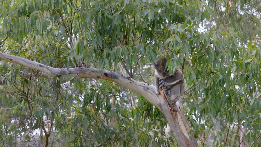 A wild koala rests comfortably on a branch high up in a leafy eucalyptus tree