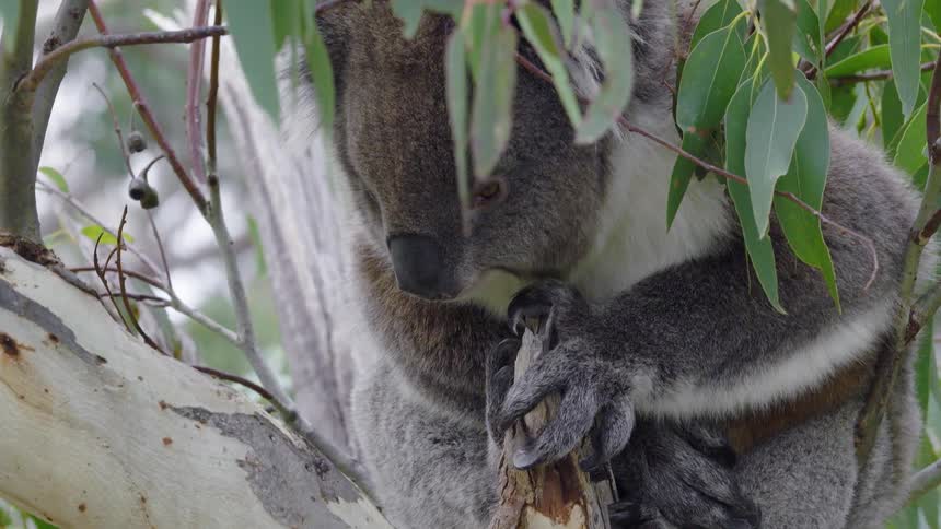 A close up of a sleepy Koala bear resting in a eucalyptus tree, holding onto a branch with its powerful claws