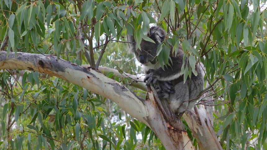 A sleepy koala rests peacefully in the branches of a eucalyptus tree before waking up