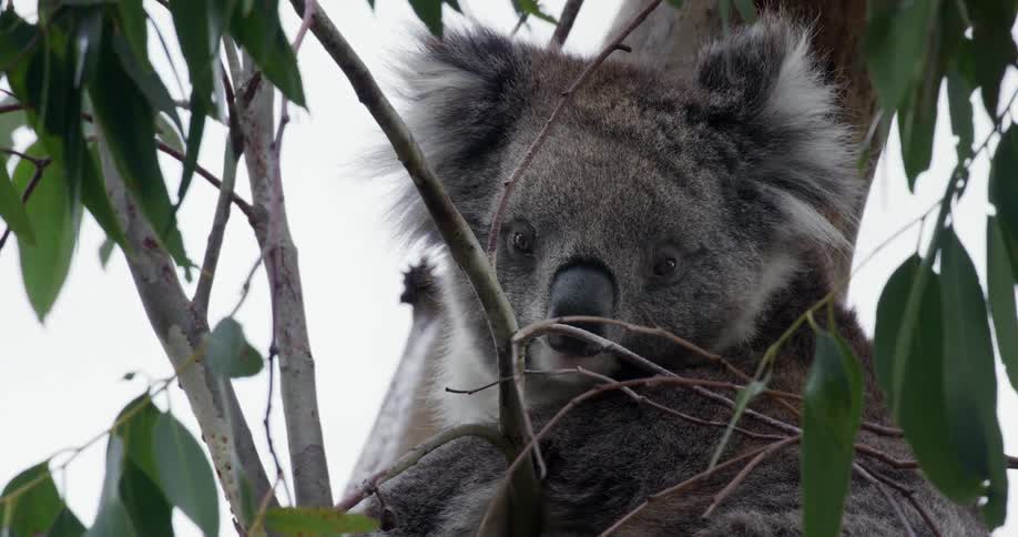 A cute wild koala with fluffy ears rests among the branches and leaves of a gum tree