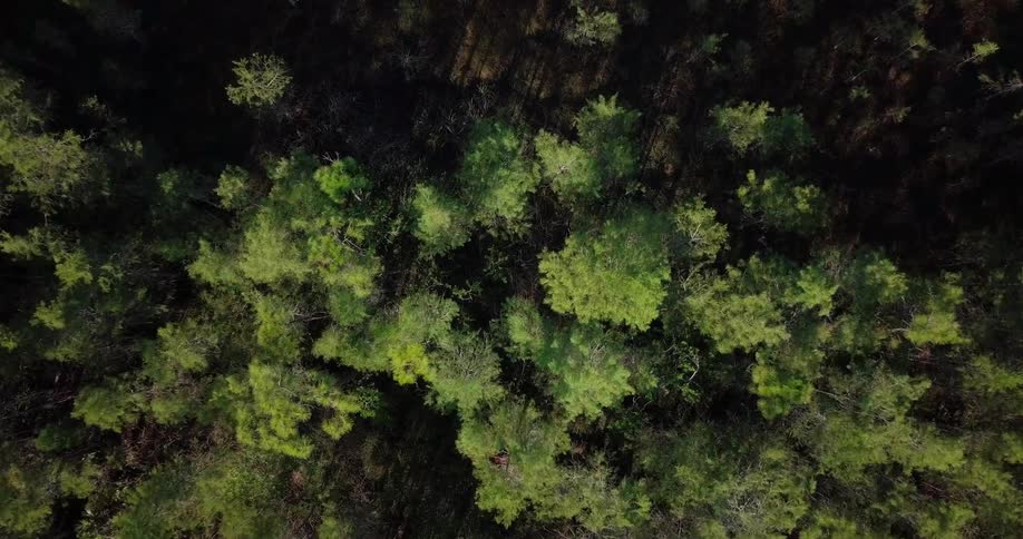 Trees in a forest