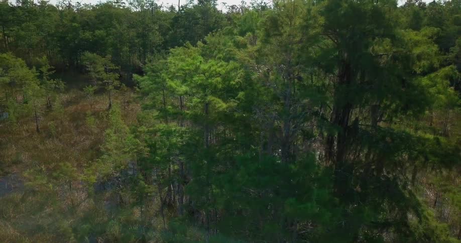 Trees grow in a marsh