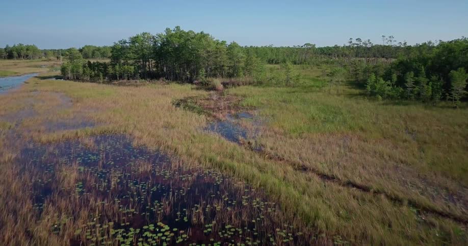 Wetlands stretch toward a copse of trees on a sunny day