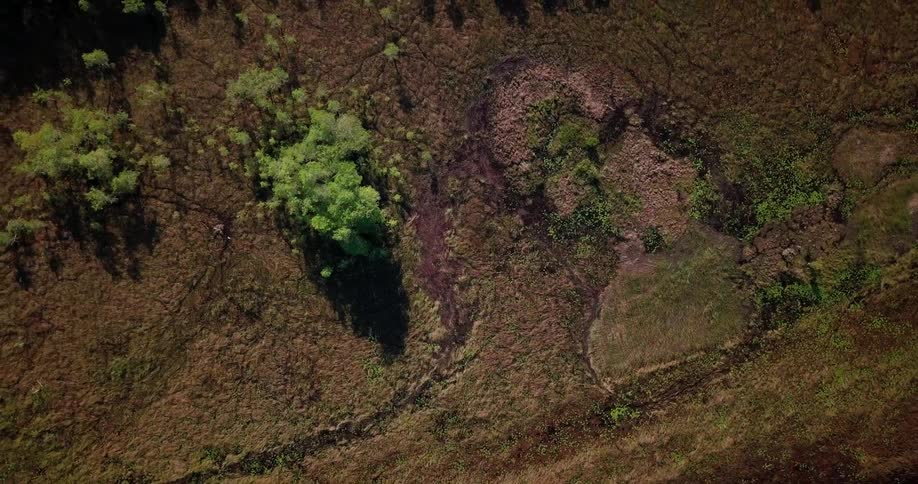 Trees grow in a rural area