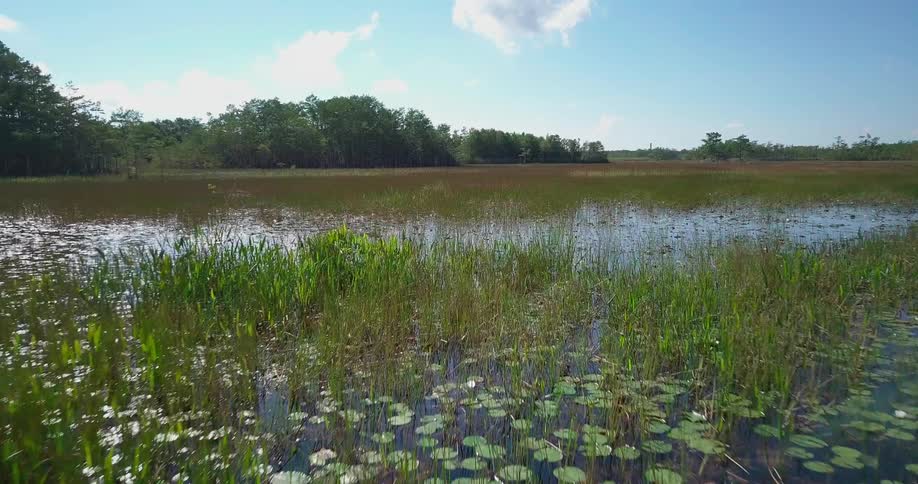 Grass and lily pads in a pond on a sunny day