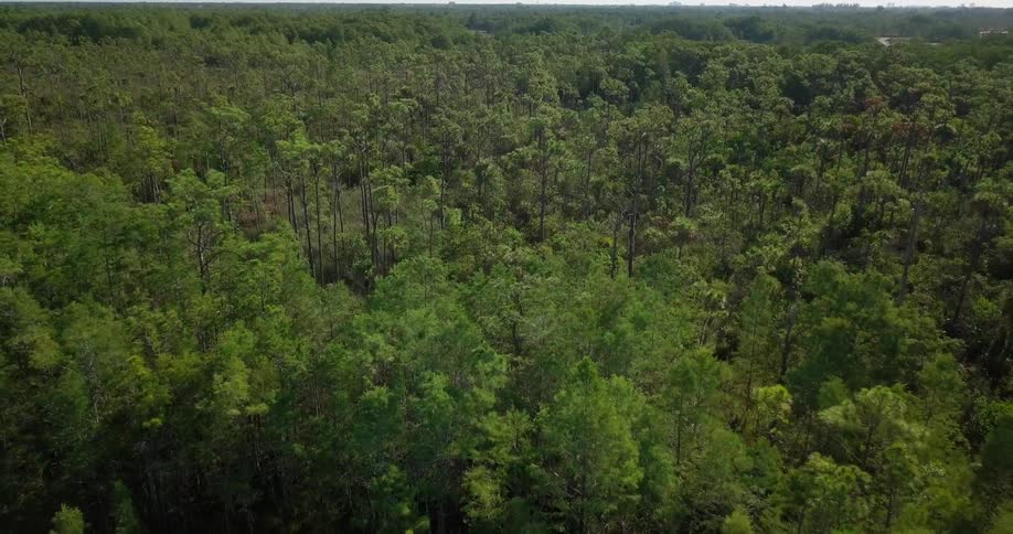 A forest is shown below