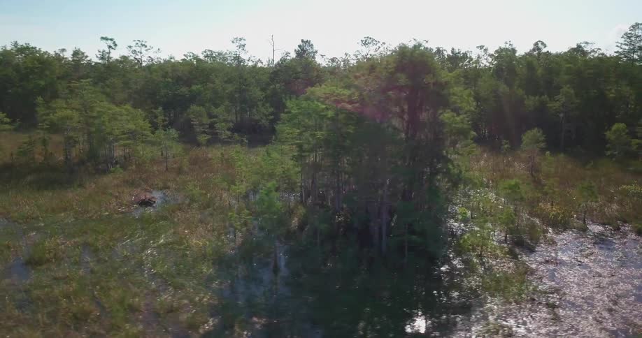 The swamp has some trees on the side