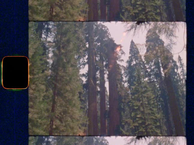 Babbling creek tilt up to majestic giant sequoias, on Super 8 film