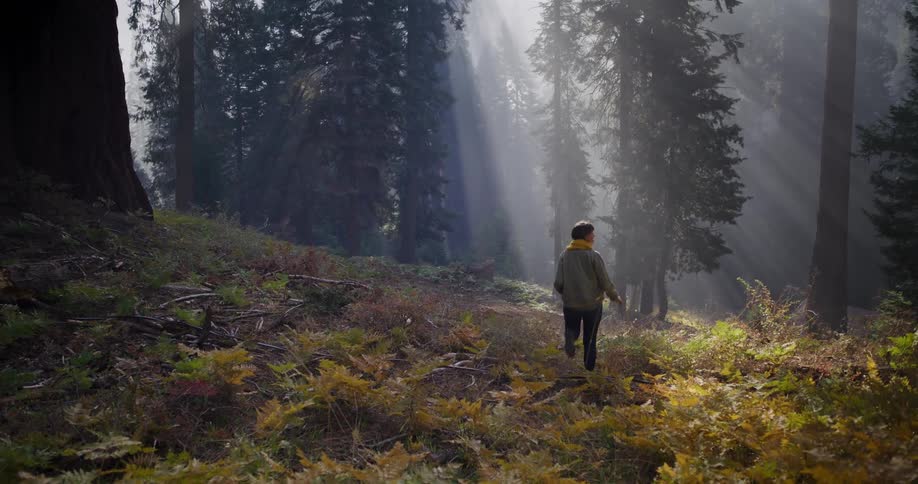 A person walks through a magical, misty forest as beautiful sun rays beam through the towering trees