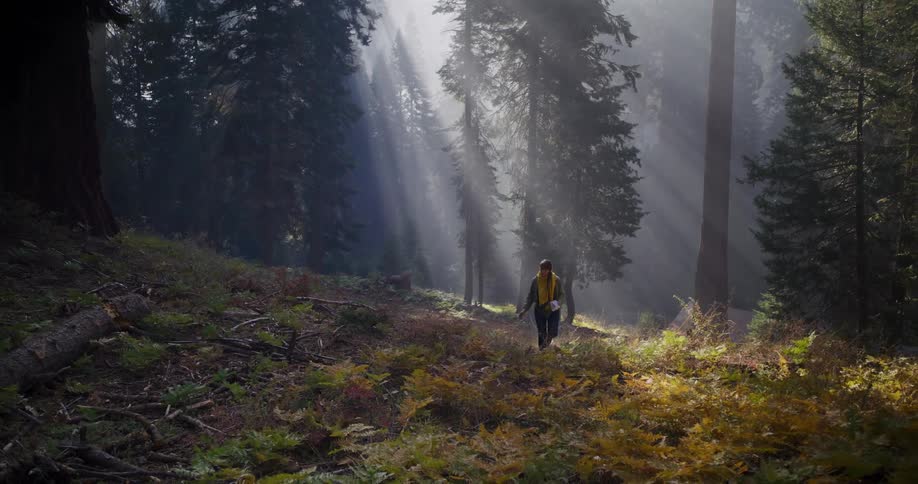 A woman hikes up a hill in a majestic forest as beautiful sun rays shine through the morning mist