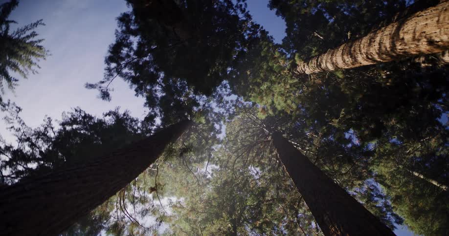 A slow-motion, low-angle shot looking up at the canopy of giant redwood trees against a bright blue sky