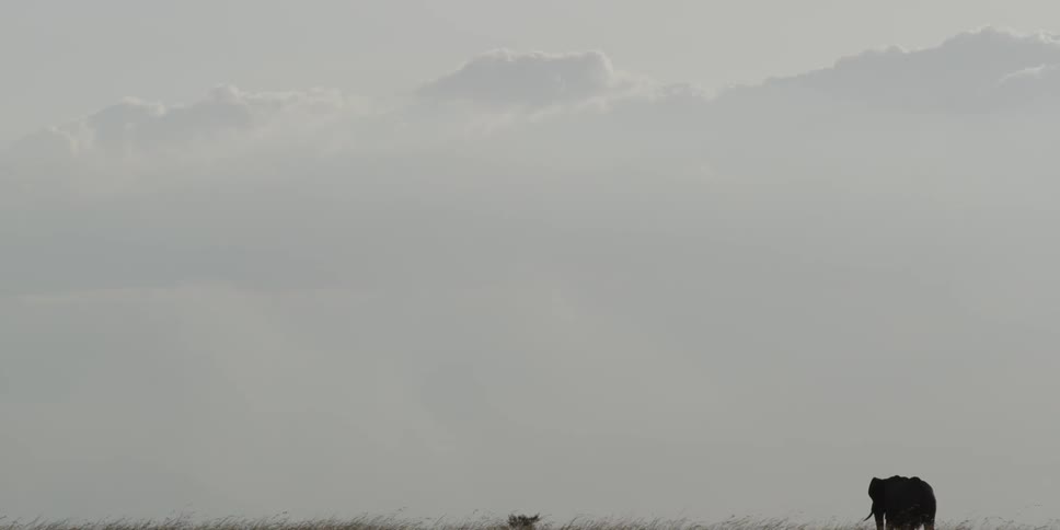 Elephant walking in a grassy field