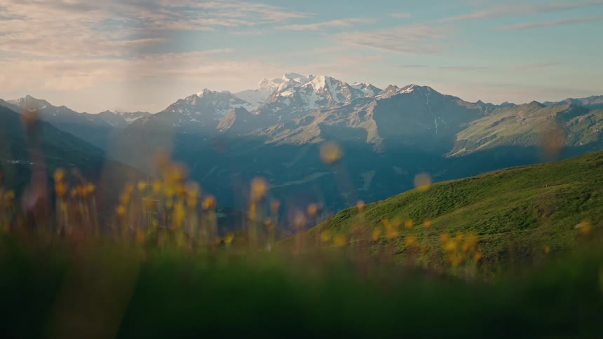 A scenic focus pull reveals a majestic snow-capped mountain range behind a field of yellow wildflowers in a lush alpine meadow