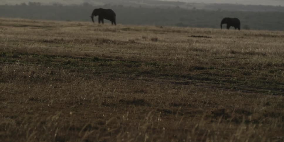 Elephant standing still in a field