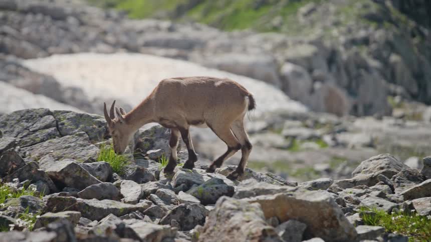 A majestic mother ibex and her young kid gracefully traverse a rugged, rocky mountain slope in beautiful slow motion