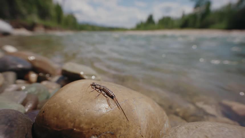 A close-up shot of a stonefly nymph resting on a sunlit rock on the bank of a flowing mountain river