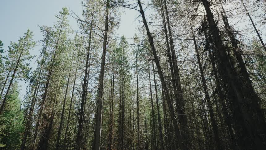 A dead tree branch falls slowly through a sunlit pine forest in a low-angle view