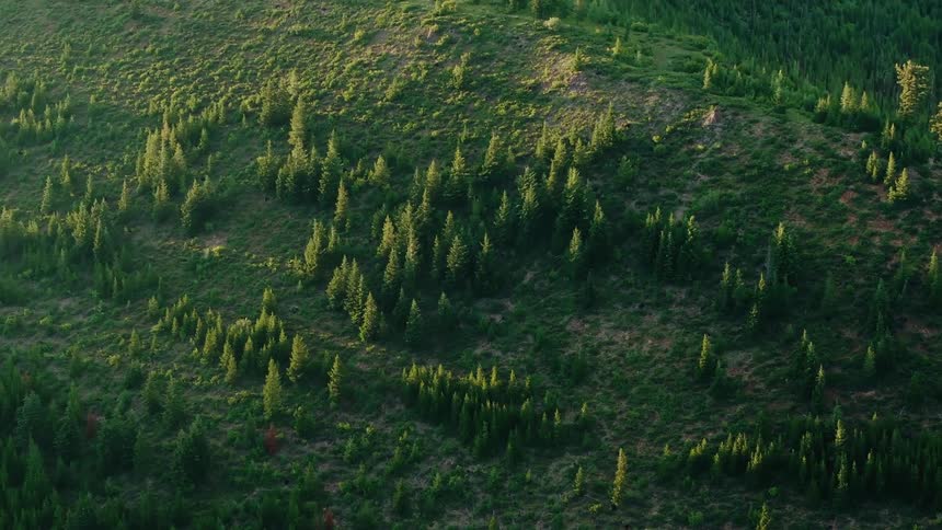 A drone shot of sunlight and shadows across a dense evergreen forest on a green hillside