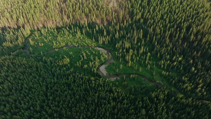 A stunning top-down aerial shot descends over a vast evergreen forest, revealing a winding river snaking through the trees