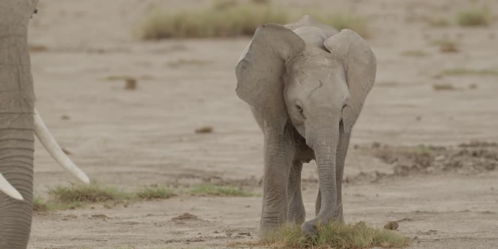 Elephant grazing on grass