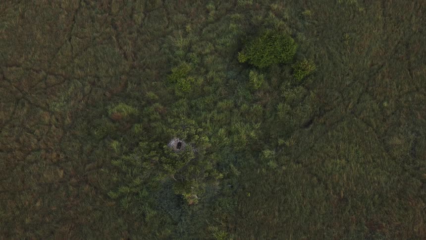 Aerial top-down view slowly zooming into a large eagle's nest in a tree surrounded by a lush green marsh