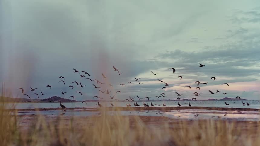 A majestic flock of birds soars in slow motion over a tranquil lake at sunset, with tall grass in the foreground