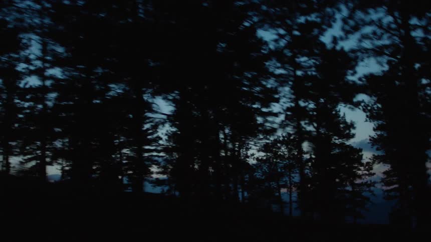 The forest is full with trees at dawn