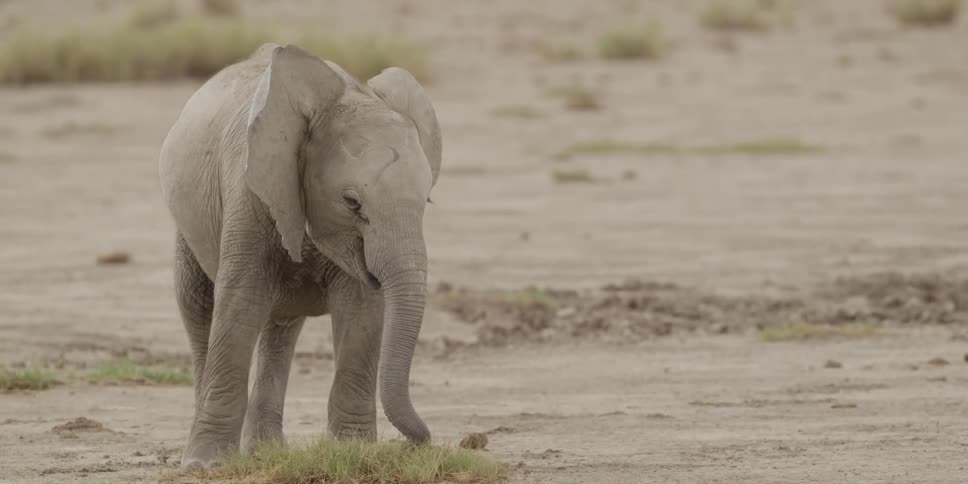 Elephant standing in a field
