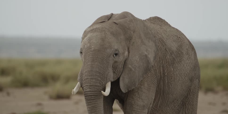 An elephant walking