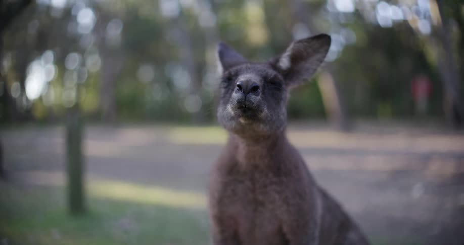 A close-up shot of a sleepy Australian kangaroo slowly closing its eyes and relaxing in a park