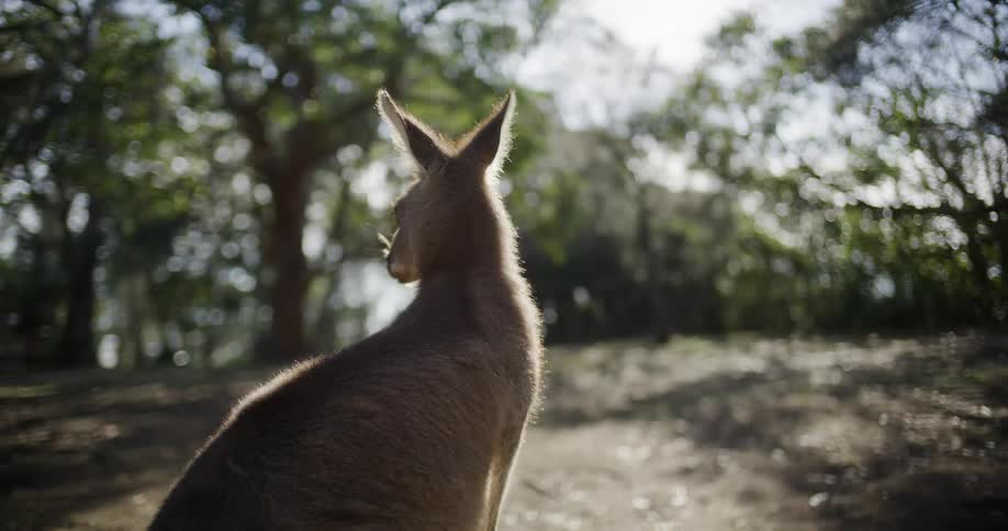 A wild kangaroo sits peacefully in a sunlit forest, backlit by the warm afternoon sun