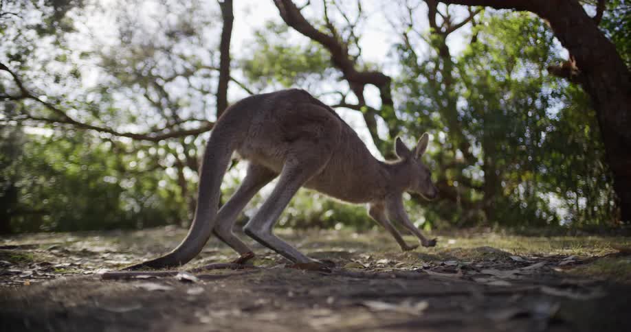 A wild kangaroo slowly forages for food and scratches an itch in a sun-dappled Australian forest