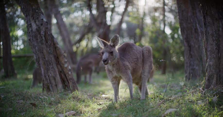 A kangaroo stands in a sunlit forest, chewing and looking towards the camera as other kangaroos graze in the background