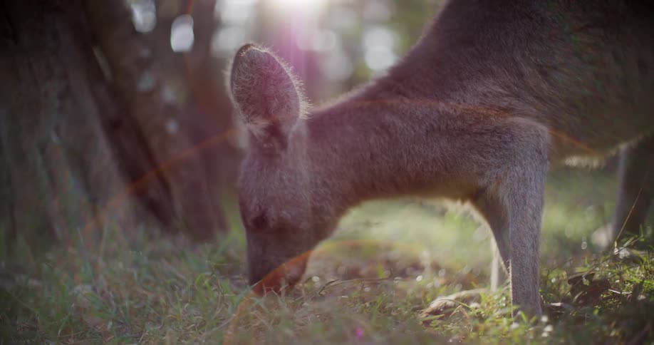 A wild Australian kangaroo peacefully grazes on green grass in a field with a beautiful golden sun flare